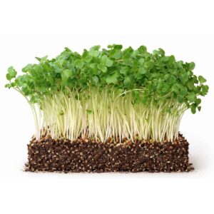 Kale black tuscany – sort palmekål ØKO