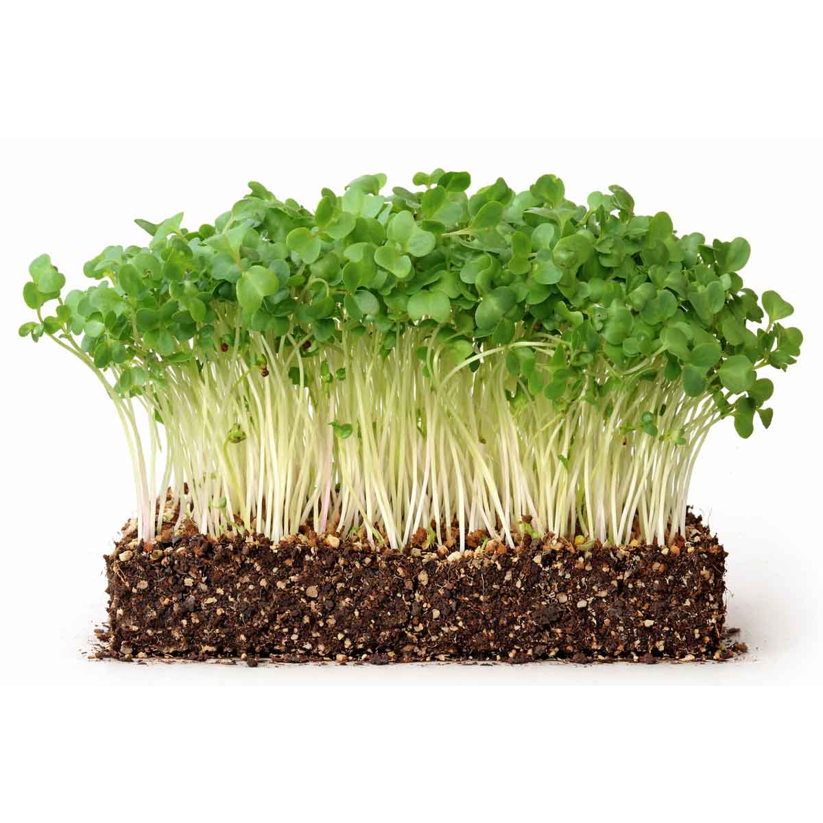 Kale black tuscany - sort palmekål ØKO