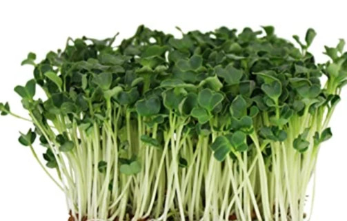 Grøne daikon Radisefrø
