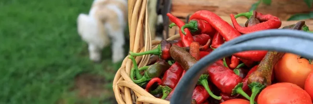 Chili høst