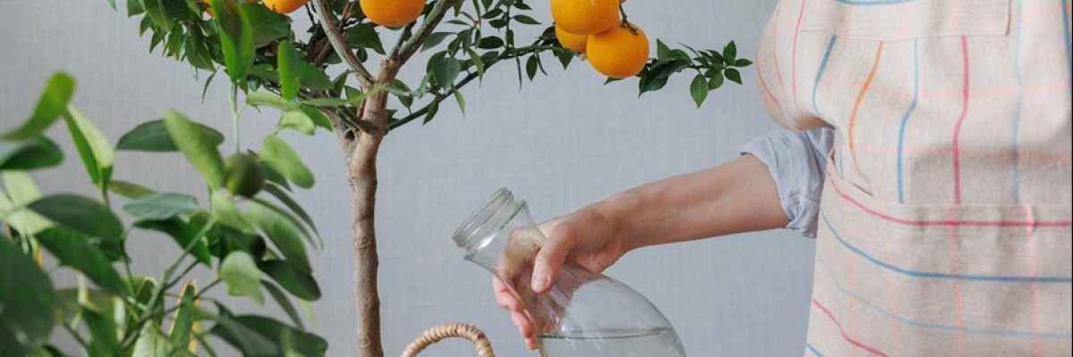 citrus-plant orange træ