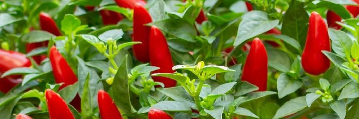 chili frugter, gødning
